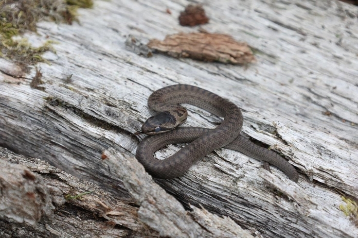 Die heimische Schlingnatter lebt sehr versteckt und ist nur schwer zu beobachten. Wanderkorridore zwischen vereinzelten Lebensräumen sind für die gefährdete Schlangenart sehr wichtig (Foto: Hans-Jürgen Kelm).