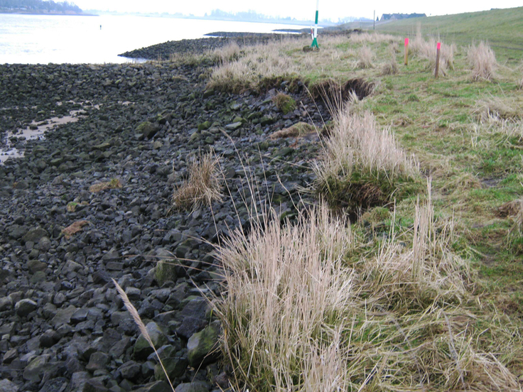 Bestandsaufnahme 2008: Das Deckwerk am Fluss war wie hier am linksseitigen Elbeufer im Abschnitt des Harburger Deichverbands vielerorts stark beschädigt (Foto R. Martin).