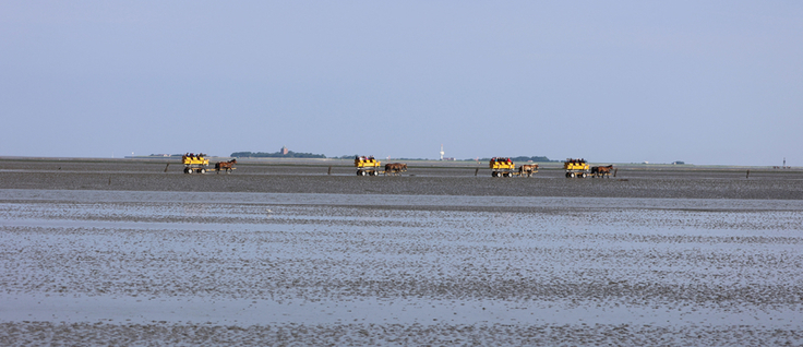 Touristische Attraktion, aber auch Lebensader für Neuwerk: Der Wattenweg zwischen der Insel und Cuxhaven ist wieder gut befahrbar (Bild: Kolbenstetter/Stadt Cuxhaven).