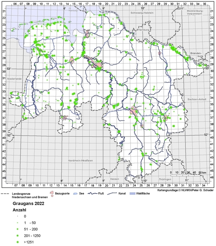 Sommergänse-Zählung 2022: Graugans