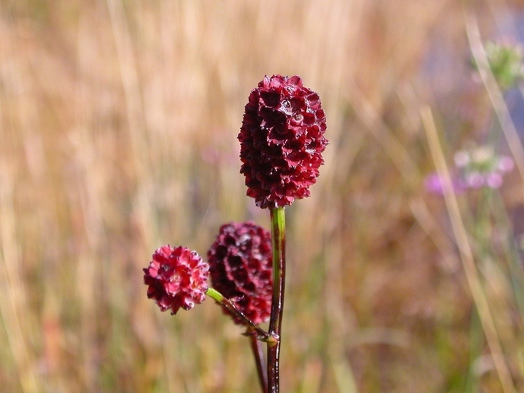 Zu den typischen, aber zunehmend seltenen Arten des Grünlandes gehört in der Wümmeniederung auch der Große Wiesenknopf Sanguisorba officinalis. (Foto: Wikimedia Commons)