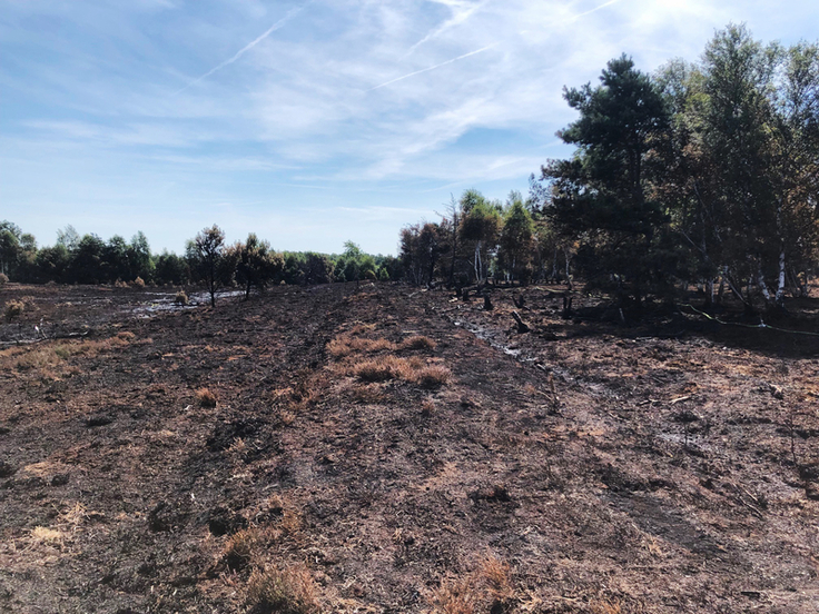 Trotz des traurigen Anblicks der abgebrannten Moorflächen haben die Naturschützer des NLWKN Hoffnung auf eine schnelle Erholung (Foto: Kirchhoff/NLWKN).