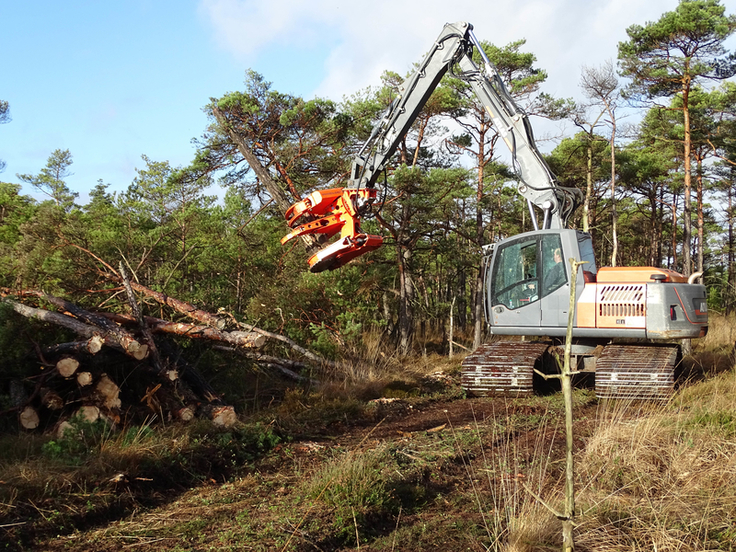 Gehölzentfernung im Otterhagener Moor - Ein Bagger auf breiten, die Last verteilenden Ketten kneift Gehölze auf der späteren Dammtrasse ab und legt sie für den Abtransport zur Seite. (Foto: Jens Fahning, NLWKN)