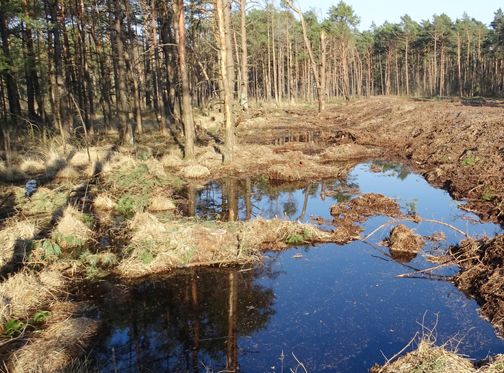 Moordamm im Otterhagener Moor - Hinter einem neu aufgesetzten Moordamm wird Regenwasser im Moor zurückgehalten. Durch die Dammbauten soll sich der Moorwasserstand erhöhen und stabilisieren. (Foto: Aaron Schad, NLWKN)