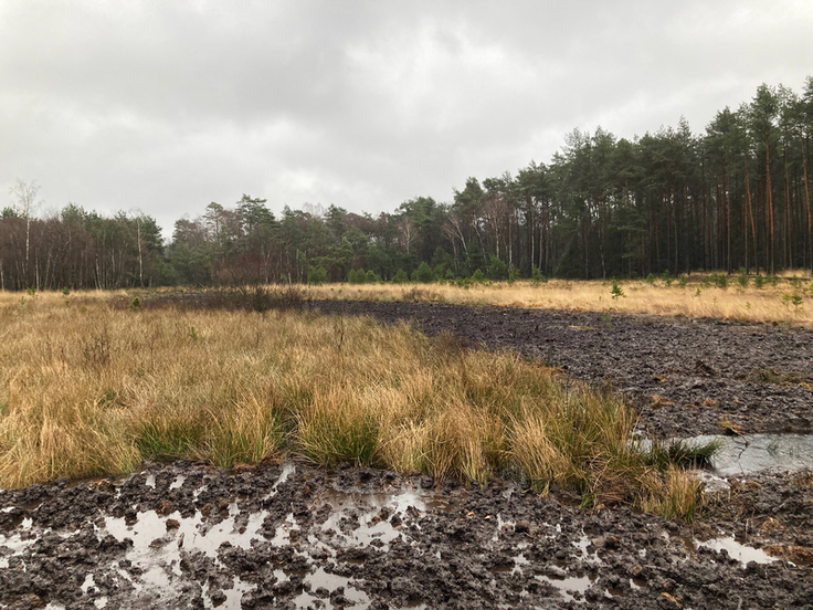 Der mit Torf verfüllte Kucksmoorgraben stoppt die Entwässerung des Moores. Nach und nach kann sich nun wieder eine moortypische Vegetation einstellen (Foto: Ines Bruchmann, NLWKN).