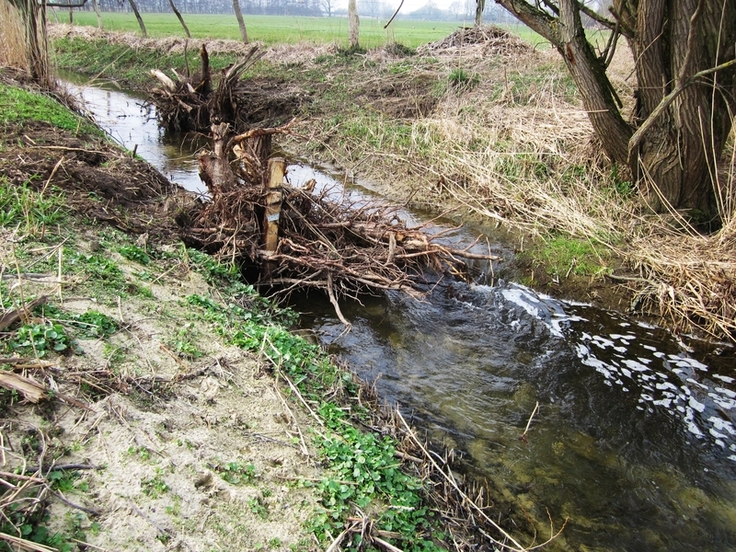 Die Einbaustelle von Kies und Totholz anderthalb Jahre nach Fertigstellung des zweiten Projektabschnitts.