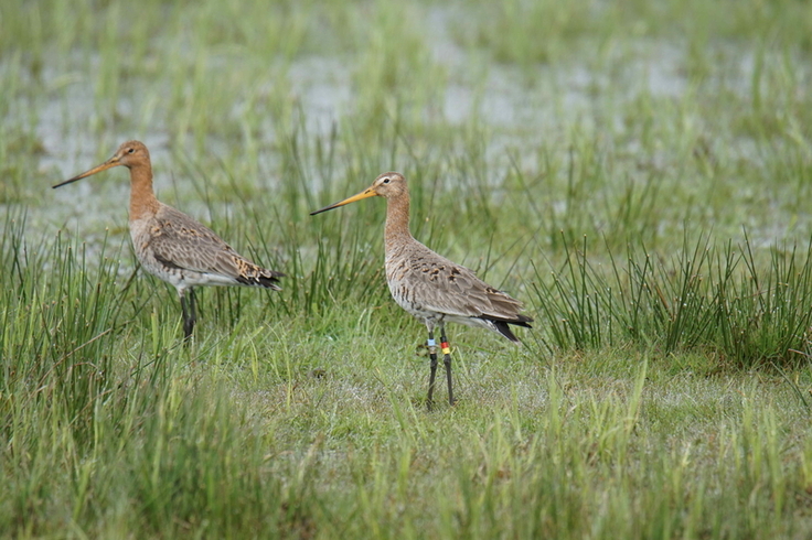 Verpaarte Uferschnepfe mit Farbringen am Dümmer. Individuelles Verhalten wird anhand d. Farbkombination im Feld beobachtet. Die Antenne des GPS-Senders ragt über die Schwanzfedern hinaus. (Foto: Christopher Marlow)