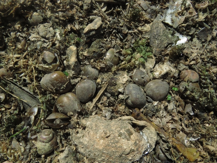 Opfer der aktuellen Extremsituation, aber auch menschlicher Eingriffe in die Gewässer: Tote Fluss-Kugelmuscheln am Grund der trockengefallenen Aller bei Grafhorst im Landkreis Helmstedt. (Foto: Wimmer/NLWKN)