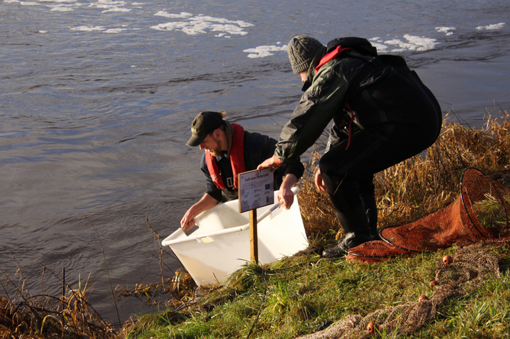 In den vergangenen vier Jahren wurde die Fischwanderung in der Vechte untersucht. Dutzende Fische wurden dabei markiert und auf einer Strecke von mehr als 200 Kilometern entlang des Flusses detailliert verfolgt (Bild: Sportvisserij Nederland).