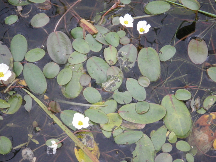 Die unauffälligen Blätter des gefährdeten Froschkrauts (Luronium natans) sind nur schwer zu entdecken, aber die Blüten schimmern als kleine weiß-gelbe Farbkleckse auf dem Wasser. (Foto: Ulrich Meyer-Spethmann)