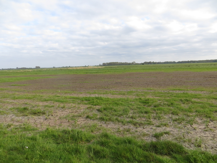 Anfang Mai 2022 trocken gefallenes Nassgrünland in den Bornhorster Wiesen. (Foto: Büro Moritz)