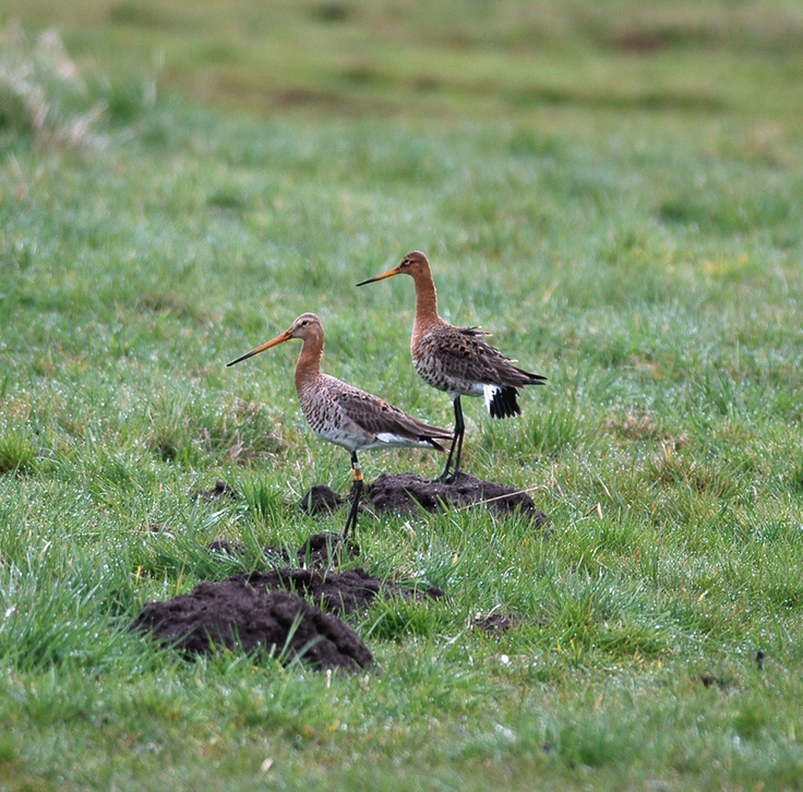 Ein beringtes Uferschnepfen-Weibchen mit seinem Brutpartner in den Bornhorster Huntewiesen im Ochsenmoor (EU-Vogelschutzgebiet Dümmer, Landkreis Diepholz) (Foto: Büro Moritz)