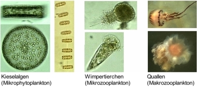Mikroskopische Aufnahmen von Mikroplankton