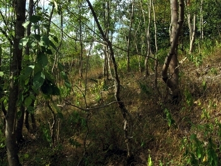 Sonstiger Laubwald trockenwarmer Kalkstandorte