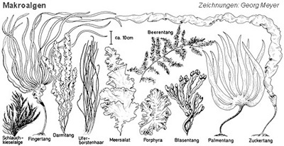 Makroalgen