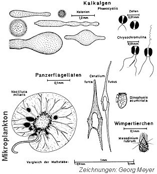 Mikroalgen