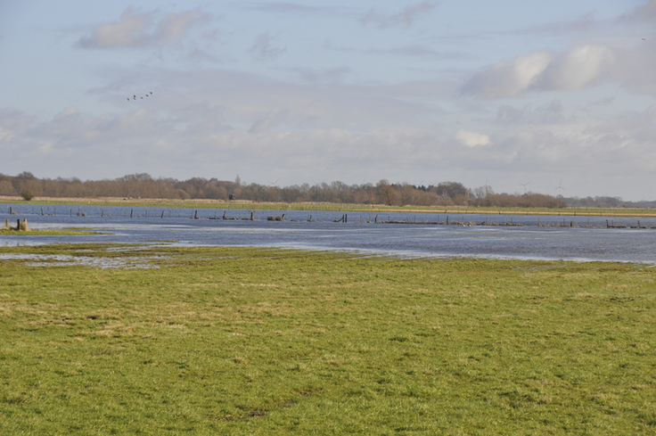 Weites, offenes Land, feuchte Böden: Im Boller Moor herrschen dank des Einsatzes der NLWKN-Naturschützer ideale Bedingungen für Wiesenvögel (Foto: NLWKN).