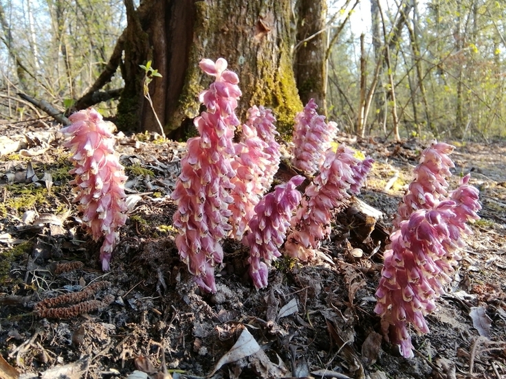 Die Gewöhnliche Schuppenwurz (Lathraea squamaria) schmarotzt als Parasit an Gehölzpflanzen.