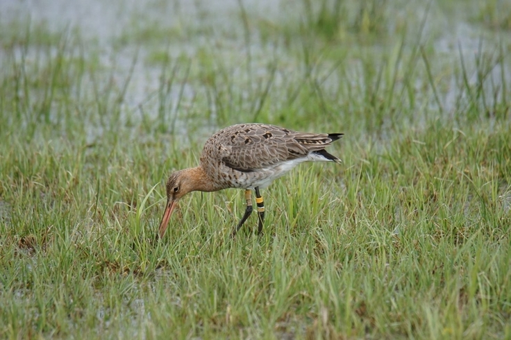 Eine Uferschnepfe mit Farbringen im Gelände. Nach dem langen Flug über mehrere 1000 Kilometer ist es für die zurückkehrenden Wiesenvögel optimal, wenn die Wiesen nass und nahrungsreich sind.