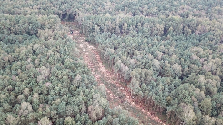 Der Harvester befreit im Randbereich des Otternhagener Moors die Dammtrasse von den aufgewachsenen Bäume. Anschließend können in diesen Trassen die Moordämme aufgebaut werden.