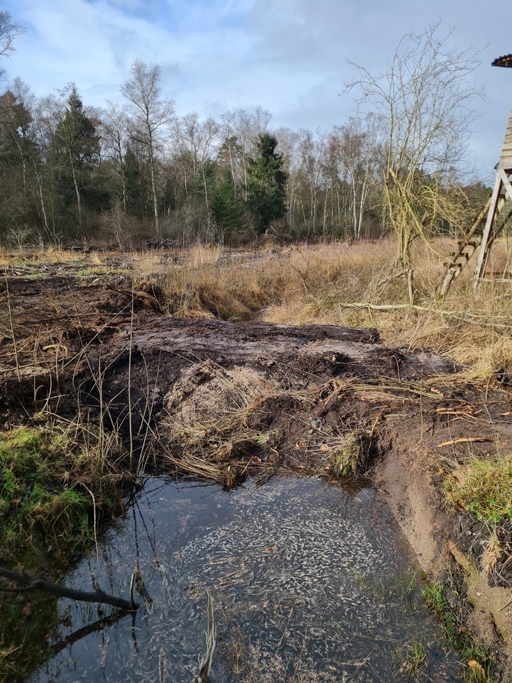 Große Grabenverschlüsse hindern das Regenwasser am Abfließen. Der östliche Moorrandgraben im Otternhagener Moor verliert dadurch seine Funktion.