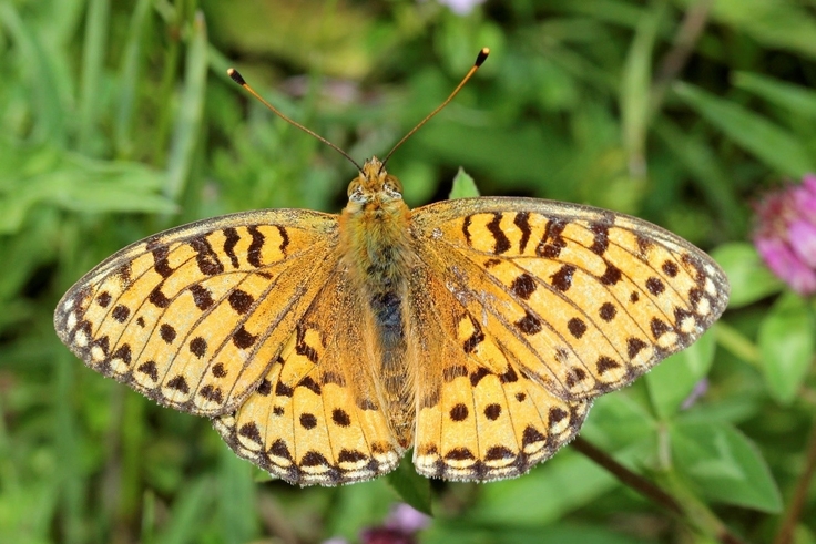 Großer Perlmutterfalter (Argynnis aglaja) Ab Mitte Juni sind die Männchen beim Überfliegen extensiv genutzter Wiesen zur Paarung zu beobachten. Im Mai können die Raupen auf Wiesenknöterich oder Veilchen gefunden werden.