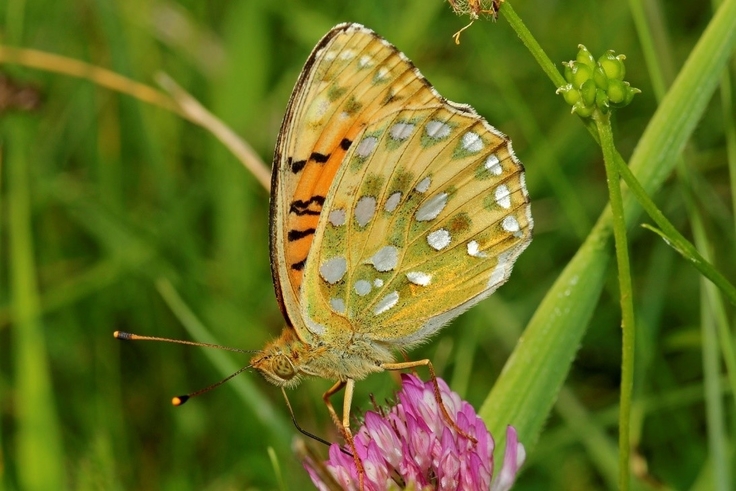 Neben Blütenbesuchen saugen die Falter auch gerne an Kot und Aas. Der Falter überwintert als Jungraupe in der Streuschicht der Wiese. Der Edelfalter ist Zeiger- und Zielart der Kalkmagerrasen im Weserbergland.