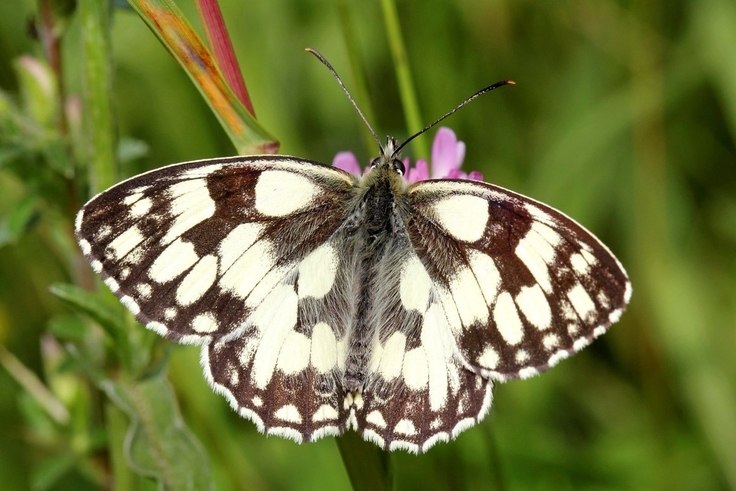 Das Schachbrett (Melanargia galathea) wurde bei den Kartierungen 2022 zahlreich angetroffen. Die Eiablage geschieht an älteren Gräsern auf ungemähten Wiesen. Erwachsene Schachbrettfalter saugen vor allem an Nektarpflanzen.