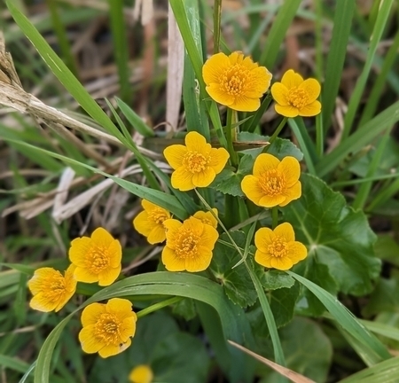 Sumpfdotterblume (Caltha palustris)