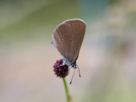 Dunkler Wiesenknopf-Ameisenbläuling (Phengaris nausithous)