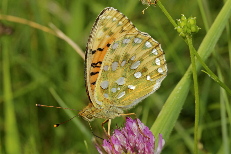 Ein Highlight der Erfassung auf landeseigenen Flächen ist der Nachweis des Großen Perlmutterfalters. Neben Blütenbesuchen saugen die Falter auch gerne an Kot und Aas (Bild: Dr. Matthias Lohr).