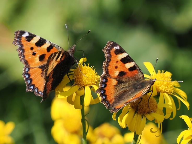 Kleiner Fuchs (Aglais urticae): Dieser auffällige, heimische Tagfalter kann bereits im Frühjahr beim Fliegen beobachtet werden. Seine Raupen fressen nur an Brennnessel und profitieren besonders von „wilden Ecken“ im Garten. (Foto: Jakob Fahr)