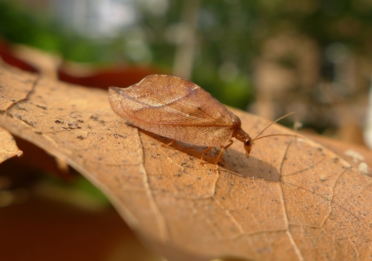 Totes Blatt (Drepanepteryx phalaenoides): Diese Insekten sind nur wenige Millimeter groß und durch ihre gute Tarnung schwer zu entdecken. Sie entwickeln sich an Laubbäumen und Sträuchern. (Foto: Jakob Fahr)