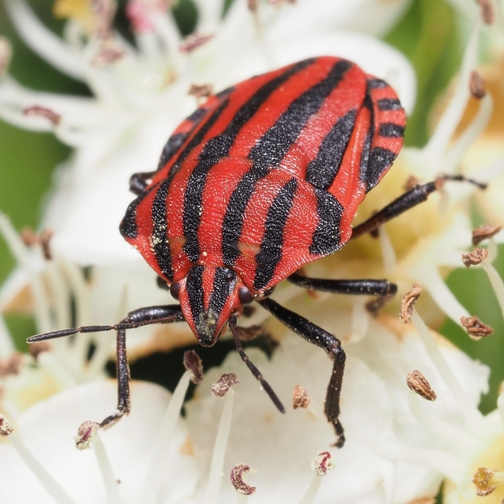 Streifenwanze (Graphosoma italicum) Auf dem Speiseplan dieser auffälligen Wanze stehen vor allem Doldengewächse wie Pastinaken oder Möhre. Diese wärmeliebende Art ist seit einigen Jahren immer häufiger auch in Gärten zu finden. (Foto: Jakob Fahr)