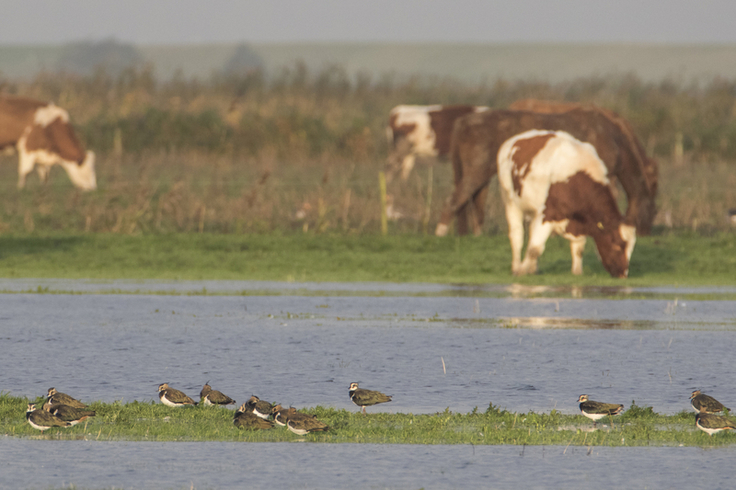 Manche mögen`s feucht: Flache Gewässer in den Wiesenlandschaften sind beliebt als sichere Schlafplätze und bieten jede Menge Nahrung. Foto: Heinze/NLWKN