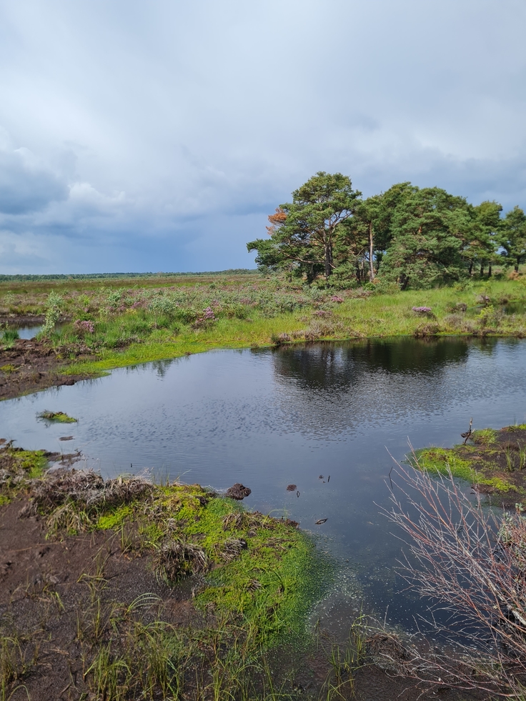 Hannoversche Moorgeest