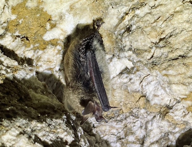 Kopfüber an der Felswand – Eine Große Bartfledermaus (Myotis brandtii) hält hier ihren Winterschlaf, im Sommer bevorzugt sie Waldlebensräume in enger räumlicher Nähe zu Gewässern (Foto: Linus Günther / NLWKN)