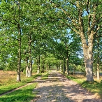 Verhalten in Wolfsgebieten