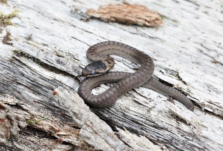 Die heimische Schlingnatter lebt sehr versteckt und ist nur schwer zu beobachten. Wanderkorridore zwischen vereinzelten Lebensräumen sind für die gefährdete Schlangenart sehr wichtig (Foto: Hans-Jürgen Kelm).