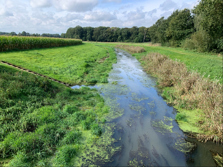 Der NLWKN wird die Lager Hase auf der gesamten Gewässerbreite mähen. Das betrifft auch wie hier zu sehen den Bereich Gut Lage. (Foto: NLWKN)