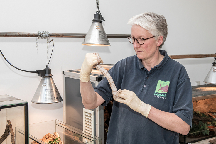 Einer der ausgesetzten Königspythons wird von Dr. Heike Weber im Tierpark Nordhorn untersucht. (Foto: Franz Frieling)