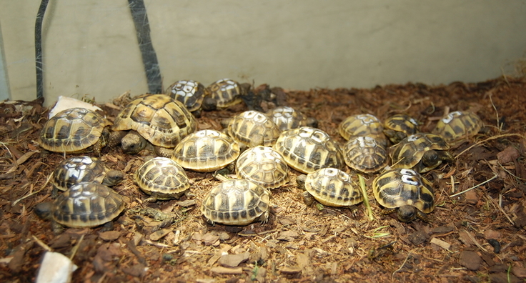 Griechische Landschildkröten, die in einem Briefkasten in Uchte ausgesetzt wurden. (Foto: Dr. Florian Brandes)