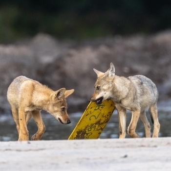 Wolf mit Schild