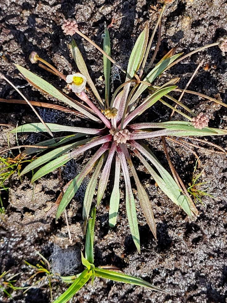 Der Igelschlauch (Baldelia Ranuncoloides) ist eine seltene Pflanze und eine Charakterart nährstoffarmer Stillgewässer (Foto: Kristof Meyn).
