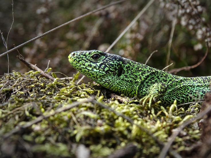 Ehemalige Sandgruben sind ein idealer Lebensraum für die Zauneidechse (Foto: Moritz Wartlick, ÖSSM).