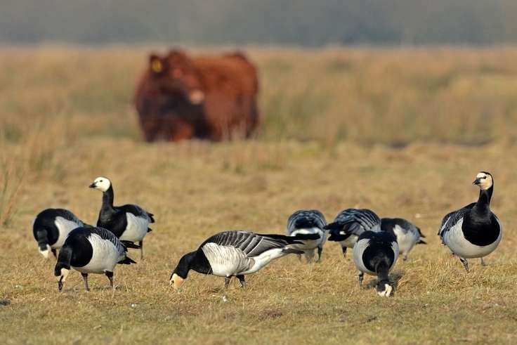 Nordische Gastvögel