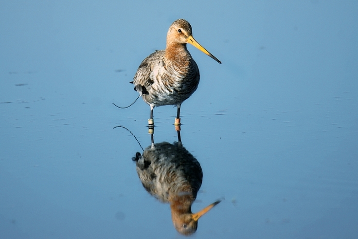 Uferschnepfe mit Farbringen am Dümmer. Individuelles Verhalten kann anhand der Farbkombination im Feld einem bestimmten Vogel zugeordnet werden. Die Antenne des GPS-Senders ragt unter den Schwanzfedern hervor. (Foto: Christopher Marlow)