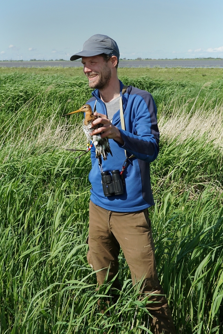Projektmitarbeiter Hilger Lemke (NLWKN) mit einer frisch besenderten und beringten Uferschnepfe kurz vor der Freilassung an der Unterelbe. (Foto: Christopher Marlow)