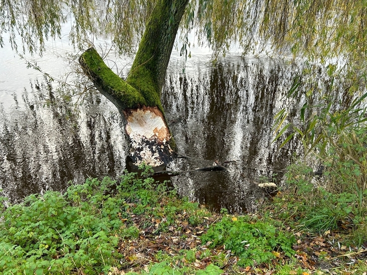 Spuren des Bibers in Oldenburg.