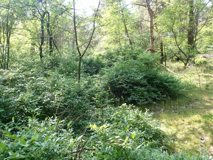 Ohne Eingriff des Menschen lassen invasive Spätblühende Traubenkirsche und Kulturheidelbeere die offenen Lebensräume im Naturschutzgebiet Itterbecker Heide verschwinden. Deshalb werden diese beiden Arten aus der Fläche entfernt Braasch/NLWKN)